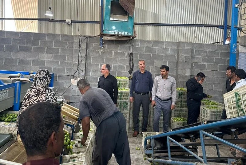 معاون بازرگانی سازمان مرکزی تعاون روستایی ایران:
آماده خرید حمایتی یا تضمینی لیموترش هرمزگان هستیم