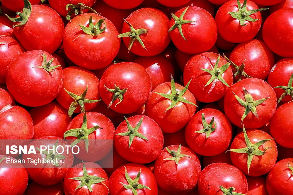 اعطاء مجوز موقت به عرضه‌کنندگان عمده سه محصول لیمو، گوجه فرنگی و پیاز در بندرعباس