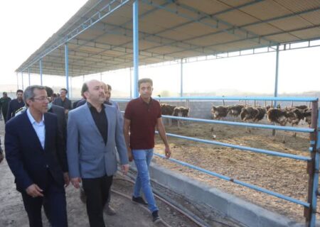 بهره برداری از بزرگترین واحد شترمرغ پرواری هرمزگان در شهرستان رودان