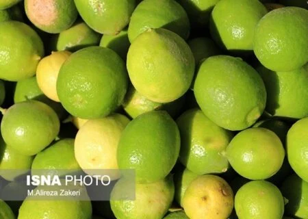 خرید توافقی لیموترش در هرمزگان از ۵ هزار تن فراتر رفت