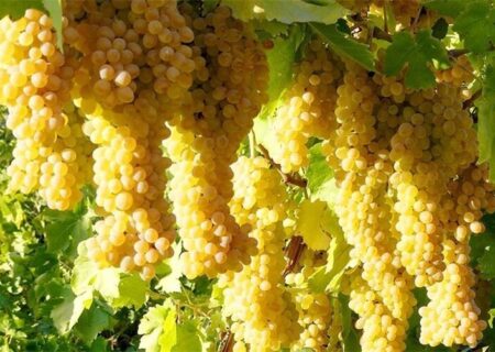 پیش بینی برداشت ۵۶۷ تن انگور از باغ‌های حاجی آیاد