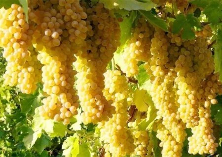 پیش بینی برداشت ۵۶۷ تن انگور از باغ‌های حاجی آیاد