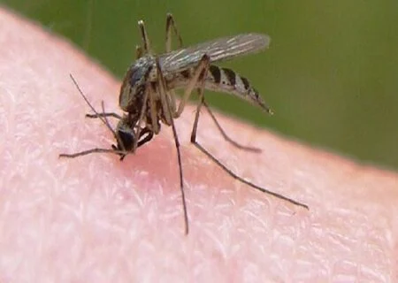 فرماندار شهرستان جاسک خبر داد
                                ابتلای ۲۰ نفر به مالاریا در جاسک