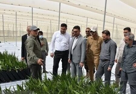 نخلستان «مَجول» با حمایت دستگاه قضایی در بشاگرد احداث می شود
