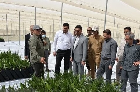 نخلستان «مَجول» با حمایت دستگاه قضایی در بشاگرد احداث می شود