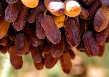 برداشت خرمای پیارم از نخلستان‌های حاجی آباد