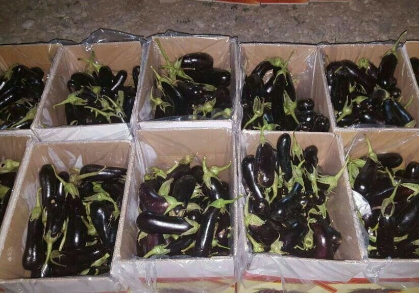 آغاز برداشت بادمجان در بخش شمیل بندرعباس