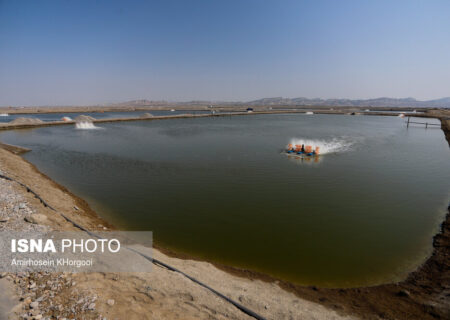 رئیس سازمان نظام مهندسی کشاورزی هرمزگان:
                                ۲۵ هزار هکتار زمین برای پرورش میگو در هرمزگان واگذار شد
