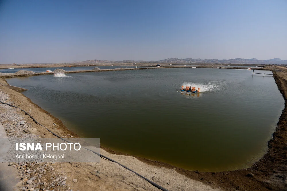 رئیس سازمان نظام مهندسی کشاورزی هرمزگان:
۲۵ هزار هکتار زمین برای پرورش میگو در هرمزگان واگذار شد