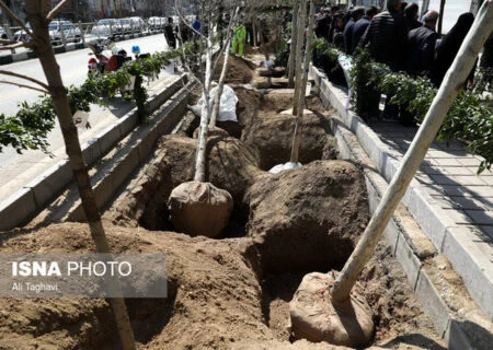 مدیرکل منابع طبیعی هرمزگان:
                                ۶.۵ میلیون اصله نهال آماده کاشت است