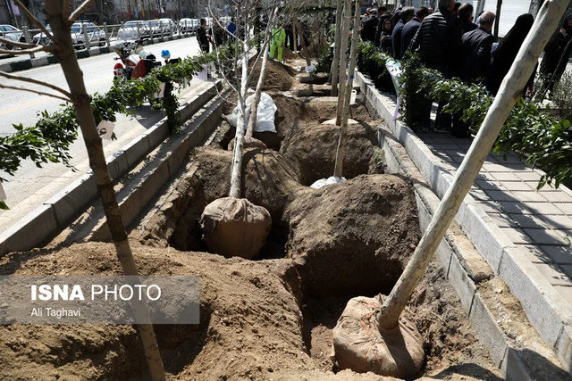مدیرکل منابع طبیعی هرمزگان:
۶.۵ میلیون اصله نهال آماده کاشت است