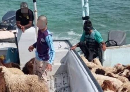 شناور حامل ۱۹ راس دام قاچاق در آب‌های میناب توقیف شد