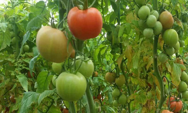 صادرات محصولات گلخانهای هرمزگان در دولت سیزدهم ۲ برابر شد