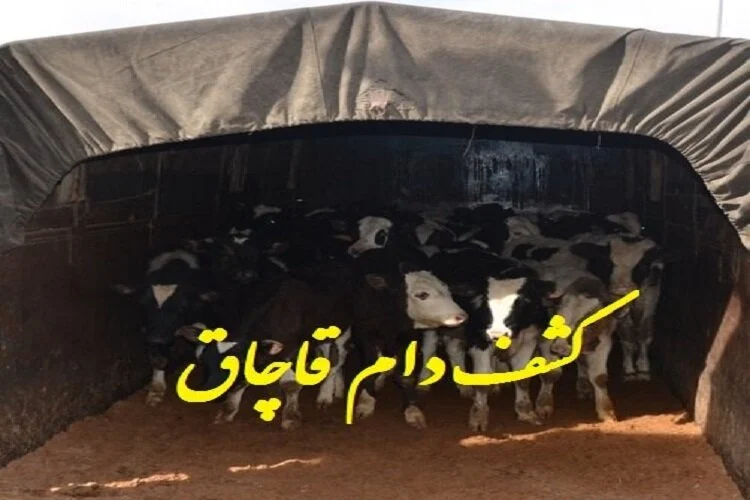 فرمانده پایگاه دریابانی میناب:
شناور حامل ۱۹ راس دام قاچاق در آبهای میناب توقیف شد