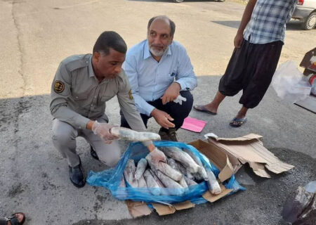 محموله «زبان گاو» در هرمزگان امحا شد