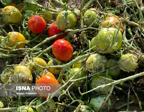 مدیر زراعت جهاد کشاورزی هرمزگان خبرداد:
                                آغاز برداشت گوجه فرنگی زمستانه از مزارع هرمزگان/ پیش‌بینی برداشت ۴۹۵ هزار تن محصول