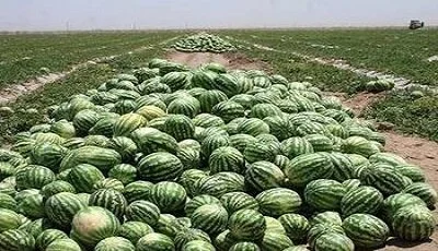 مدیرجهاد کشاورزی جاسک خبرداد:
                                آغاز برداشت هندوانه شب یلدا در جاسک