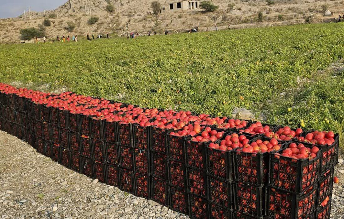 برداشت گوجه فرنگی در بخش شمیل بندرعباس