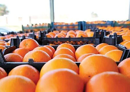 ذخیره سازی ۲۰۰ تُن میوه شب عید در هرمزگان