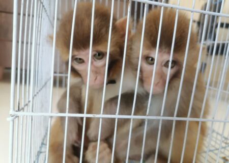کشف وضبط دوقلاه میمون با همکاری پاسگاه انتظامی بریس