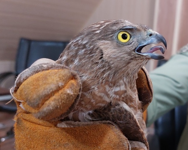 کشف یک بهله پرنده شکاری در حوزه استحفاظی شهرستان بندرعباس