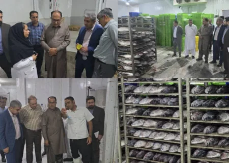 بازدید معاون صید و بنادر ماهیگیری سازمان شیلات ایران از مراکز عمل آوری، سردخانه و کارخانه تن ماهی بندرلنگه