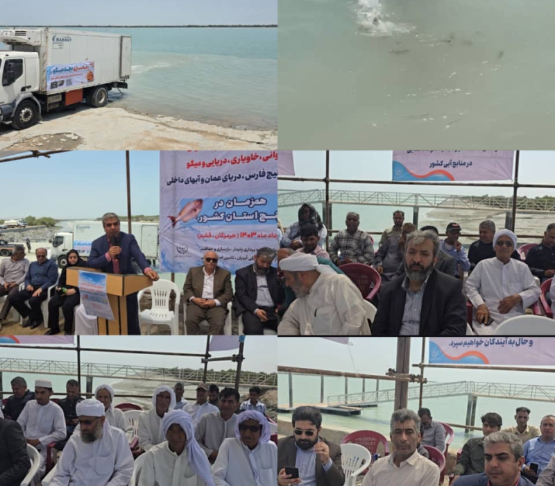 آغاز رها سازی بالغ بر ۳۰ میلیون قطعه بچه میگو و ماهی بومی در هرمزگان