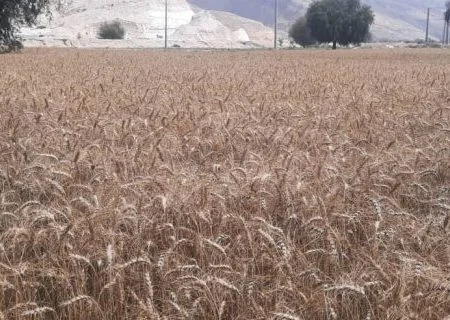 آغاز برداشت گندم در شهرستان پارسیان