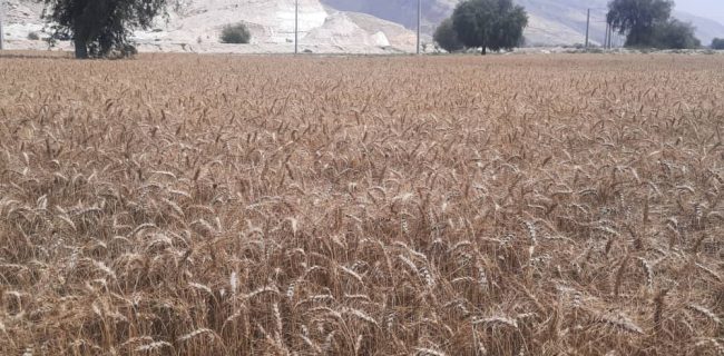 آغاز برداشت گندم در شهرستان پارسیان