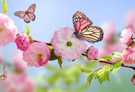 فصل شکوفایی ما