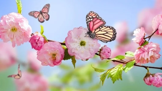 فصل شکوفایی ما