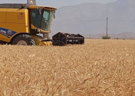 پیش ‌بینی برداشت ۴۱ هزار و ۶۰۰ تن گندم از مزارع شهرستان حاجی آباد