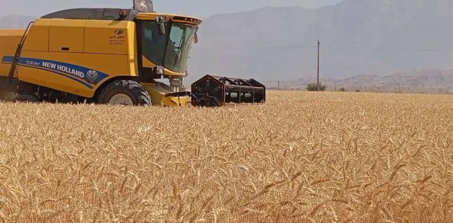 پیش بینی برداشت ۴۱ هزار و ۶۰۰ تن گندم از مزارع شهرستان حاجی آباد