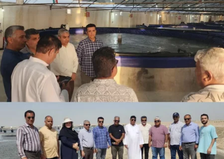بازدید مدیرکل شیلات هرمزگان و هیئت همراه از نرسری ماهیان دریایی ومیگو، مزارع پرورش میگوی لاینر وبتن شده،کارخانه تولید خوراک آبزیان وکارخانه تولید دستگاه‌های مکانیزه پرورش میگوی شهرستان بوشهر