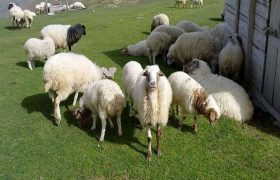 محکومیت قاچاقچی ۴۴ راس بره در بندرلنگه