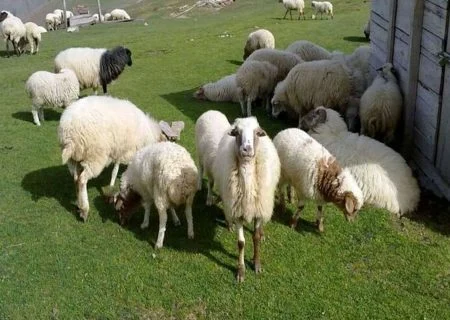 محکومیت قاچاقچی ۴۴ راس بره در بندرلنگه