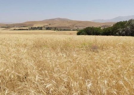 پایان عملیات ردیابی و کنترل عوامل خسارت زای محصول گندم در استان هرمزگان/مبارزه با آفت سن غلات در سطح ۱۶ هزار هکتار