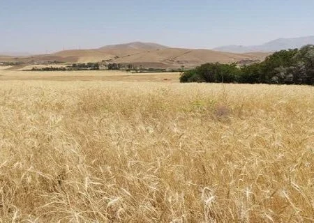 پایان عملیات ردیابی و کنترل عوامل خسارت زای محصول گندم در استان هرمزگان/مبارزه با آفت سن غلات در سطح ۱۶ هزار هکتار