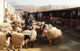 توصیه‌های بهداشتی دانشگاه علوم پزشکی هرمزگان برای عید قربان