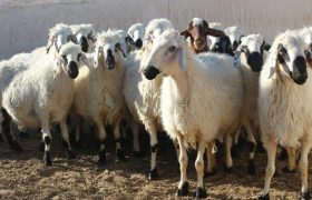 ضبط ۲۹ راس دام زنده در قشم