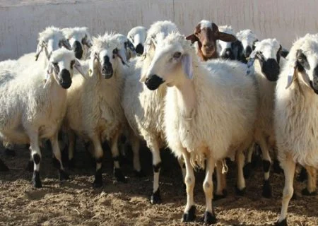 ضبط ۲۹ راس دام زنده در قشم
