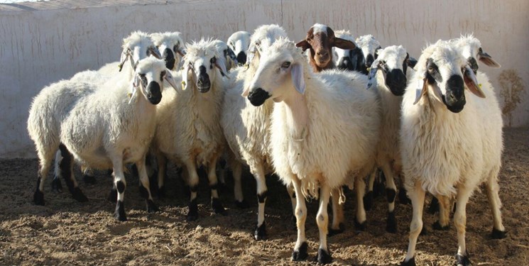 ضبط ۲۹ راس دام زنده در قشم