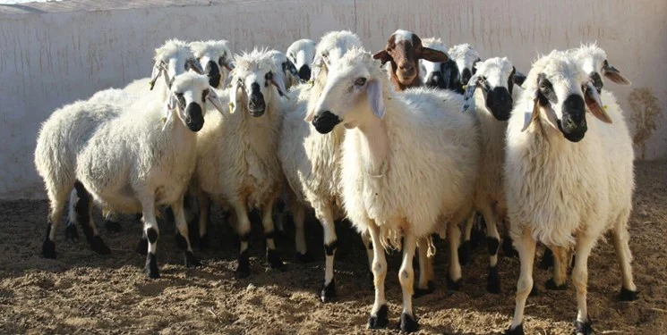 ضبط ۲۹ راس دام زنده در قشم